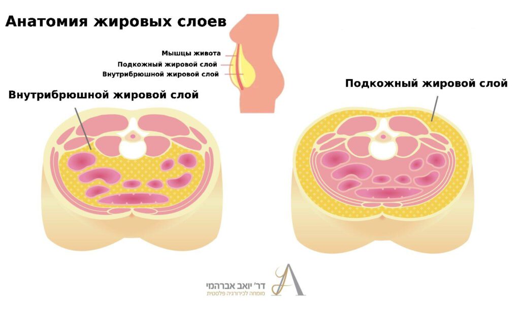 Иллюстрация анатомии жировых слоев